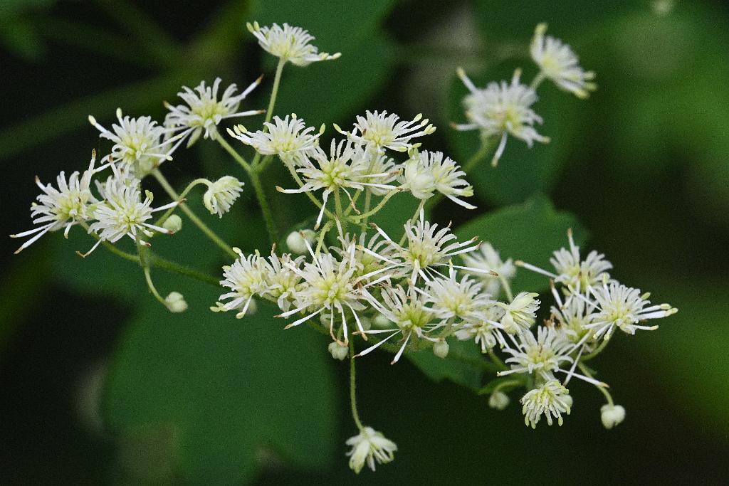 2025-06279177 Broad Meadow Brook, MA.JPG - Tall Meadow Rue. Broad Meadow Brook Wildlife Sanctuary, MA, 6-27-2025